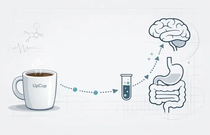 The Bioavailability Blueprint: Why UpCup’s Mushroom Extracts Actually Reach Your Brain