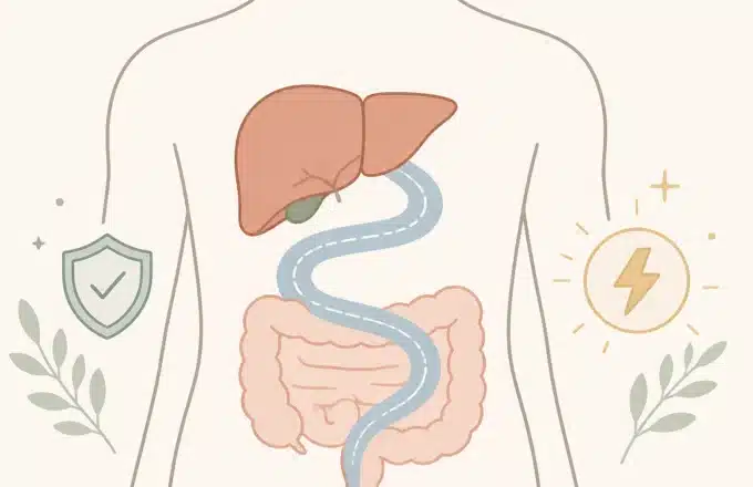 The Gut-Liver Axis: The Metabolic Highway You’re Ignoring